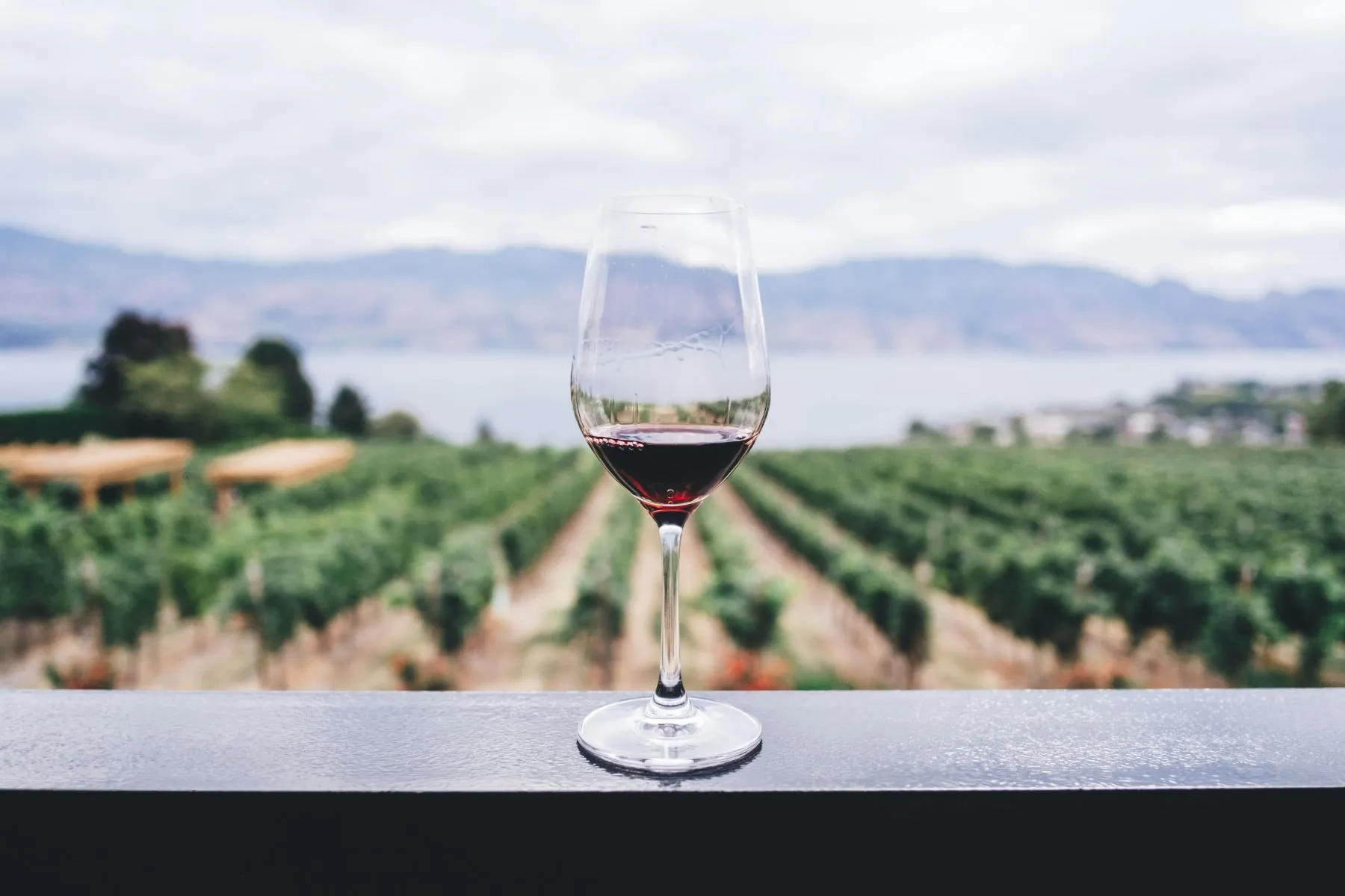 Verre de vin devant les vignes