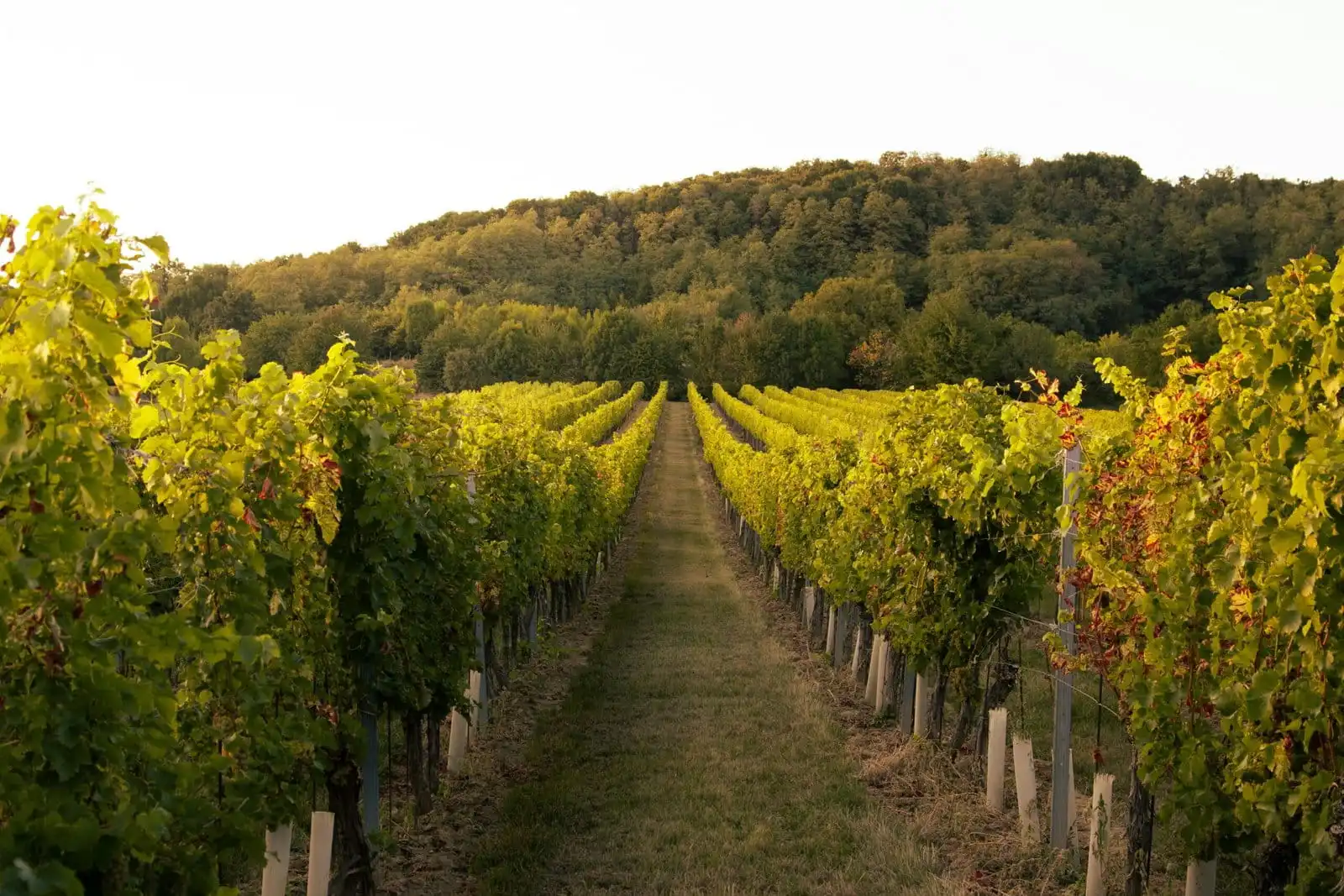 Vignoble de jour