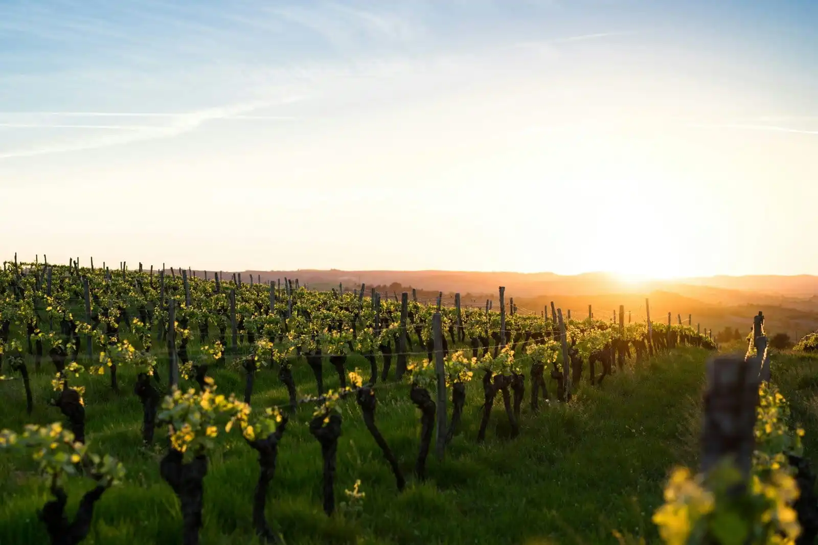 Vignoble au coucher de soleil